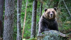 Un oso pardo.