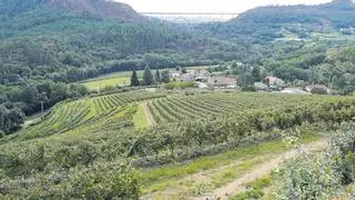 Vecinos del valle del Ulla se movilizan contra la implantación masiva de viñedos de albariño