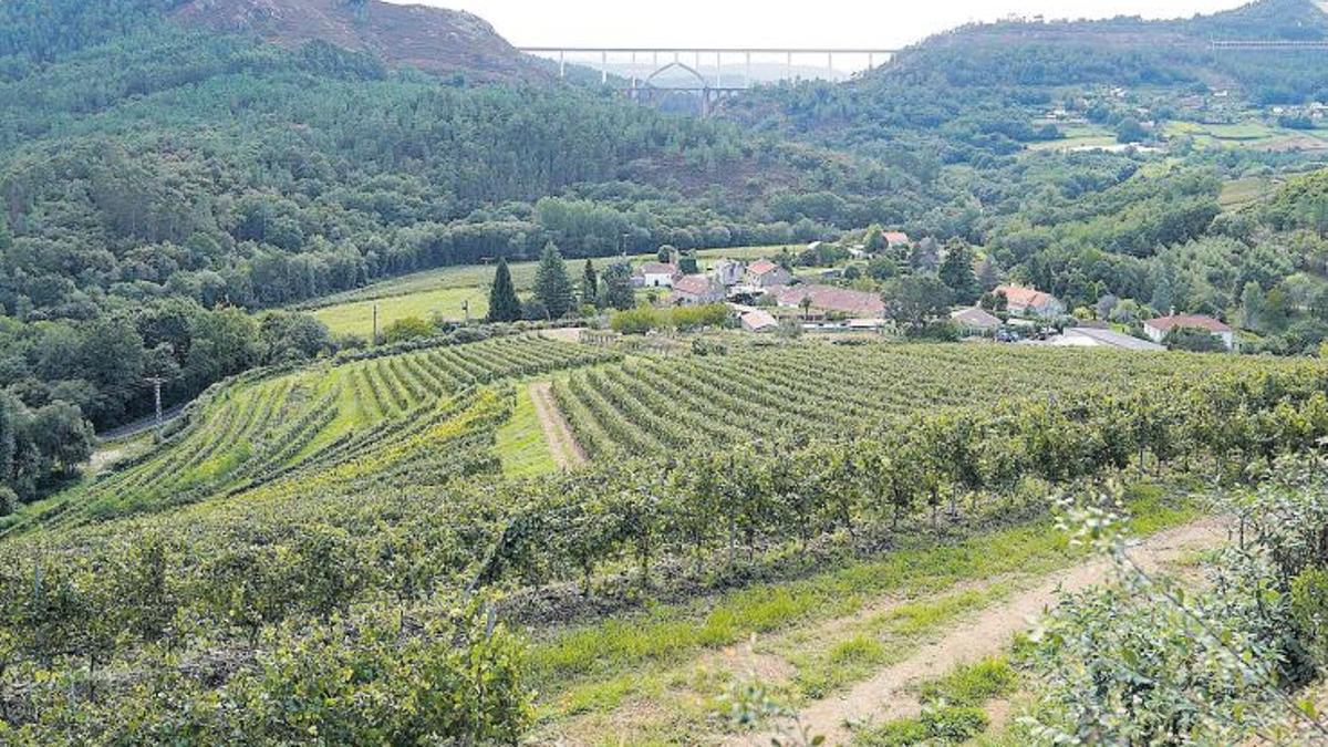 Plantaciones de viñedos para producción de albariño en intensivo en la ribera del Ulla