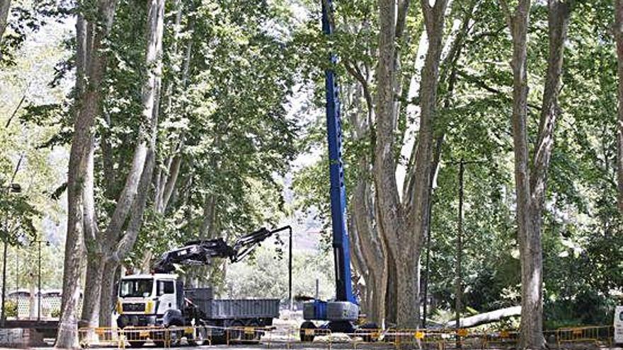 L&#039;arbre que va caure i ha fet tancar una part de la Devesa fins demà.