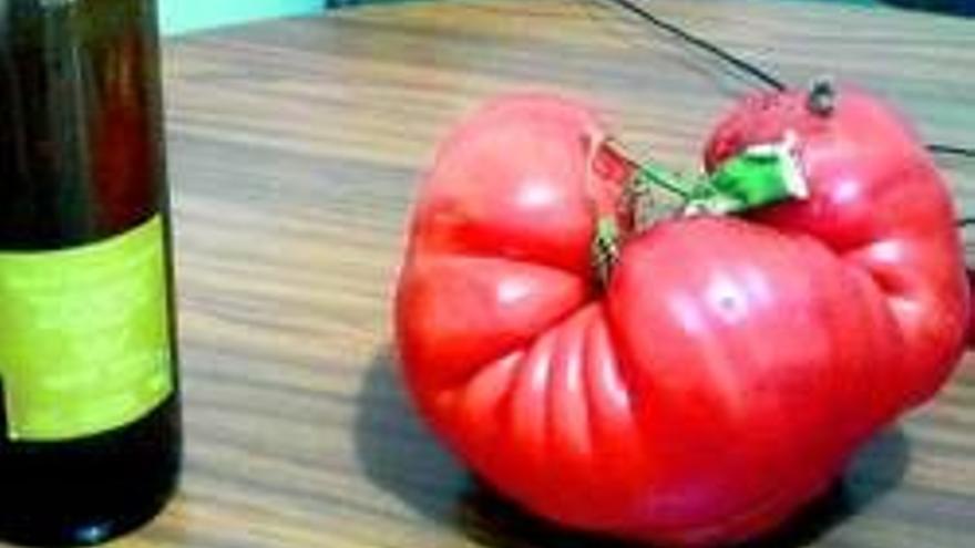 José Lucas ´El Pira´ cultiva en su huerta de Casar de Cáceres un tomate de casi dos kilos de peso