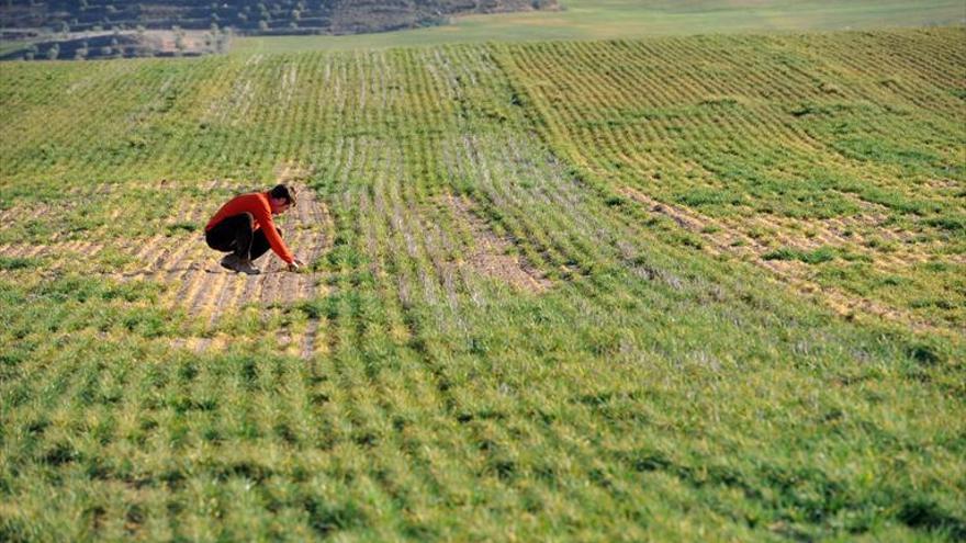 UAGA estima que la cosecha de cereal caerá un 36% en Aragón