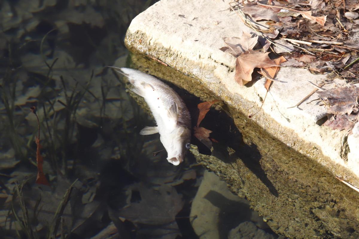 Un pez muerto en una orilla del lago.