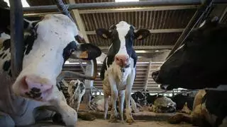 Los gallos cantan, las vacas huelen y los tractores van lentos