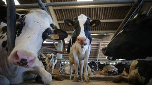 Vacas de una ganadería de lácteo en Sabadelle.