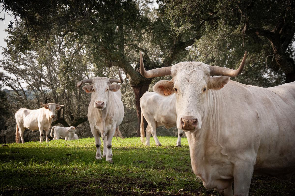 Ejemplares de Blanca Cacereña.