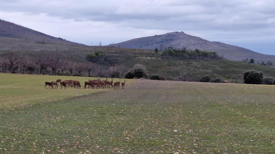 Las ciervas arrasan &quot;parcelas enteras&quot; en los límites de la Sierra de la Culebra y Tábara