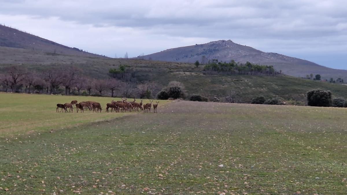 Ciervos sobre un sembrado en la zona de Tábara