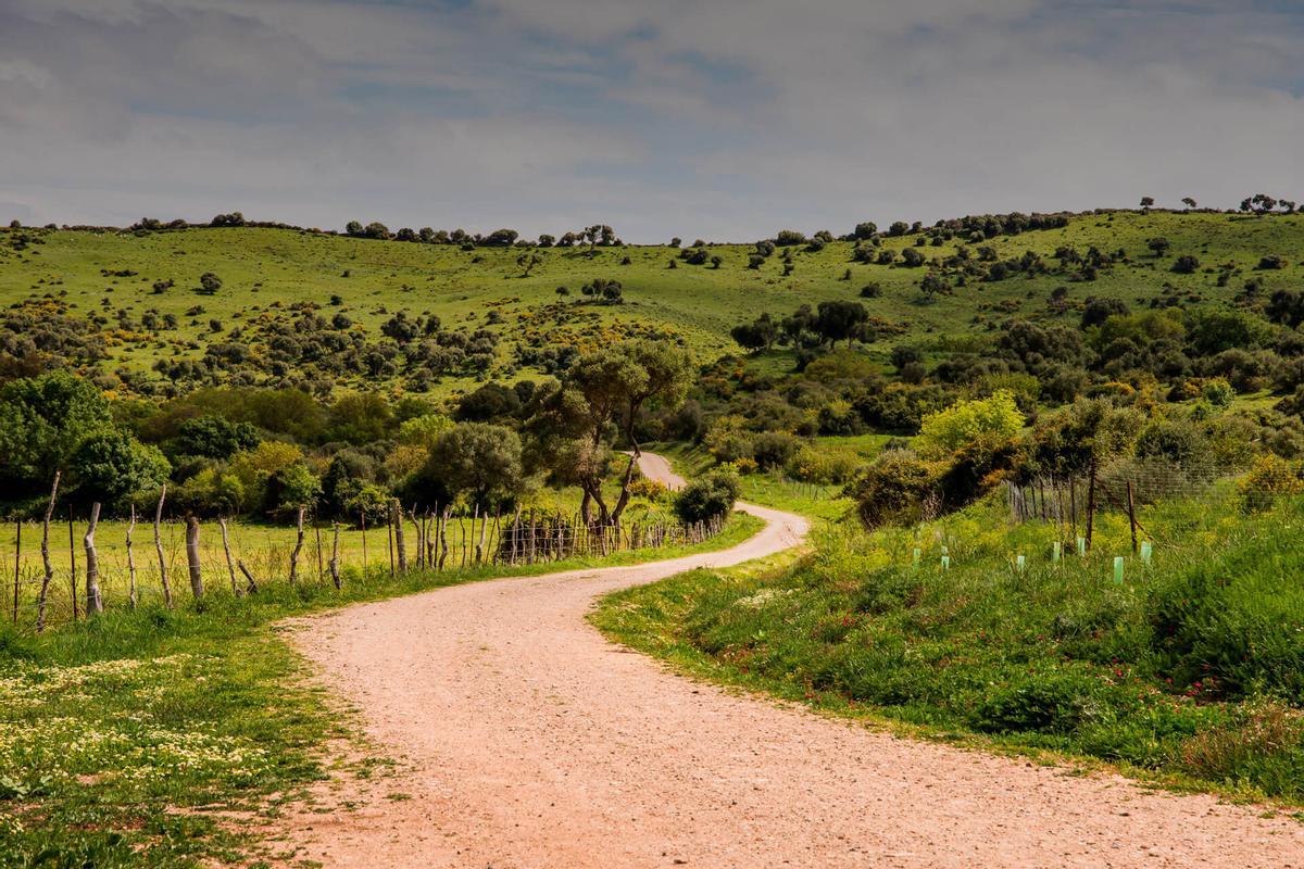 Acalá de los Gazules, el refugio de Alejandro Sanz en Cádiz está en este pequeño pueblo de 5.000 habitantes con uno de los bosques mediterráneos mejor conservados de Europa