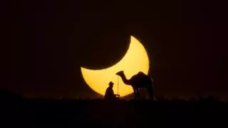 Los camellos ‘Martín’ y 'Federico' se convierten en protagonistas del eclipse solar en Canarias
