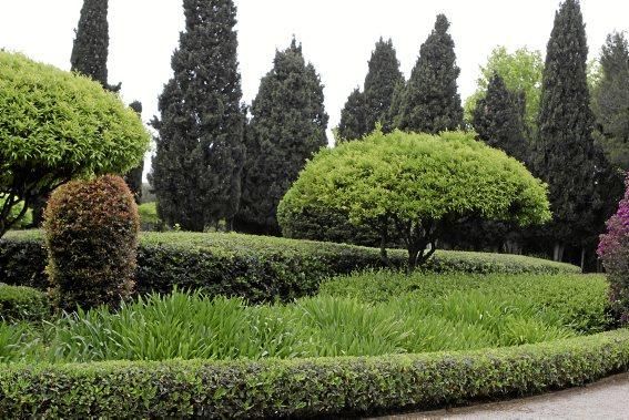 In den Jardines von Marivent: alte Bäume, organische Formschnitte und viel Grün. Ein botanischer Rundgang mit der Gartenarchitektin Erika Könn.