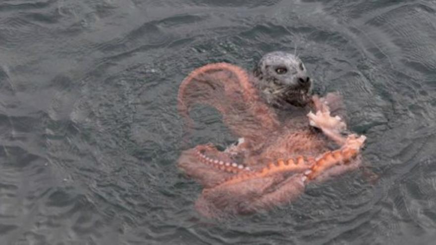 La increíble lucha entre una foca y un pulpo gigante