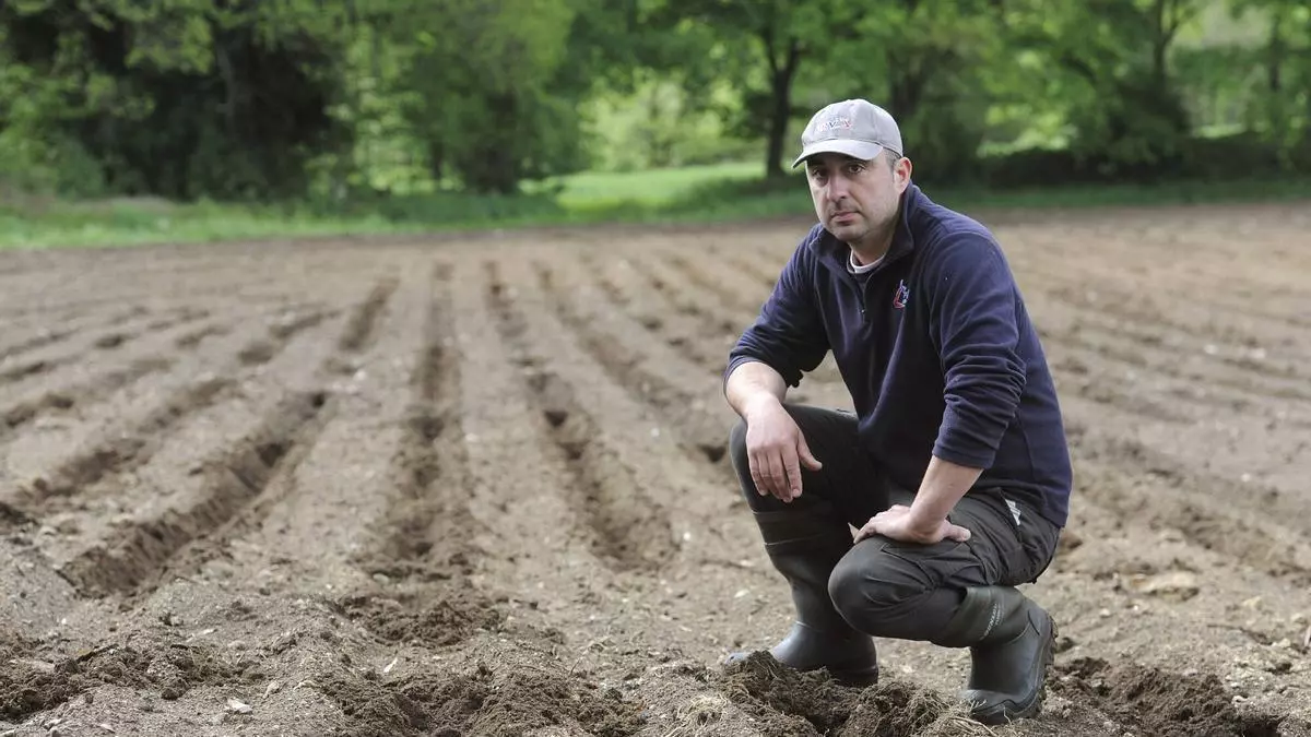 Los costes económicos del jabalí en el campo: resembrar una hectárea de maíz cuesta más de 900 euros