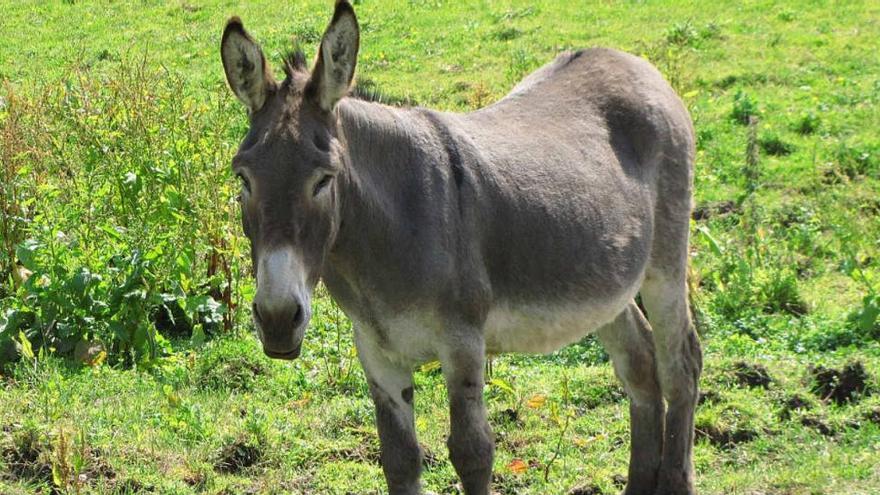 15 menores contraen la rabia en Marruecos tras practicar sexo con una burra