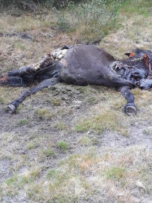 Sucesos en Pontevedra | Los lobos devoran a dos yeguas en el Monte Castrove