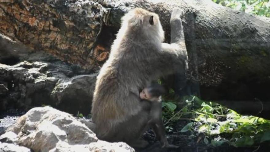 Nace en Bioparc otro dril, un primate en peligro de extinción