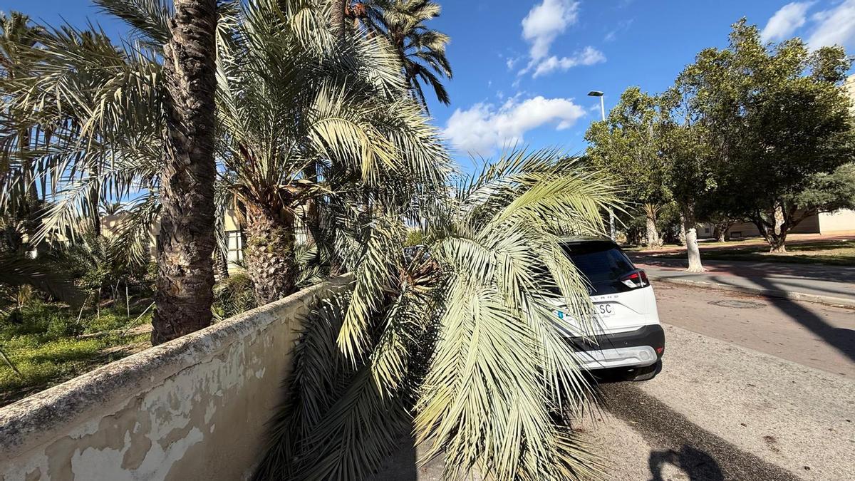 La caída de la palmera se ha producido en el vial de acceso a la UMH de Elche