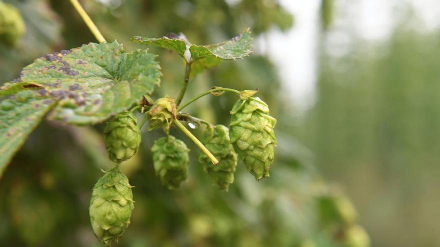 Galicia se postula como refugio del lúpulo ante el cambio climático