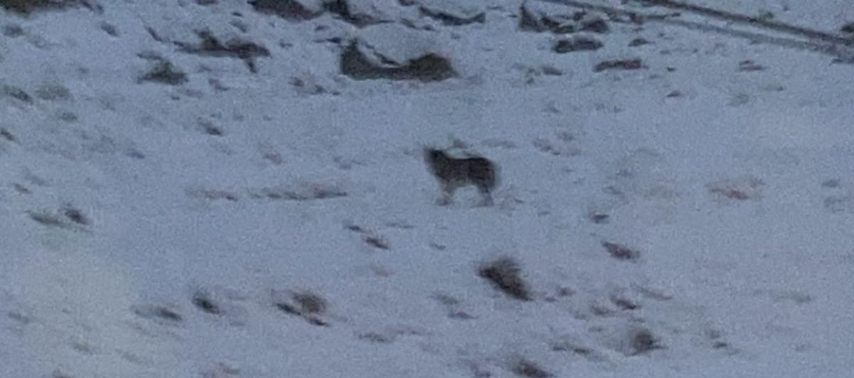 Presunta captura de un lobo, este lunes en el Vall d'Aran