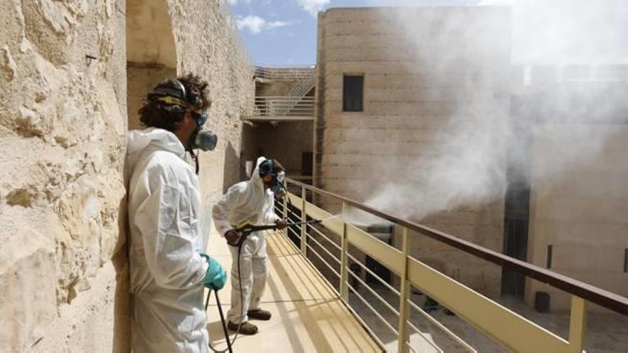 Operación especial contra las palomas en Elche