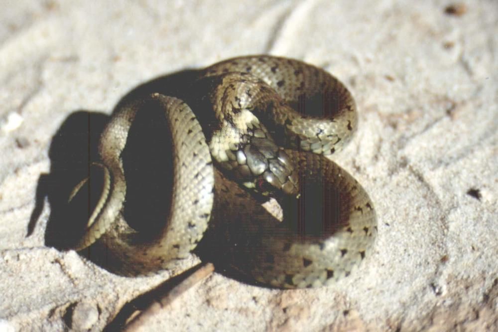 culebra de collar