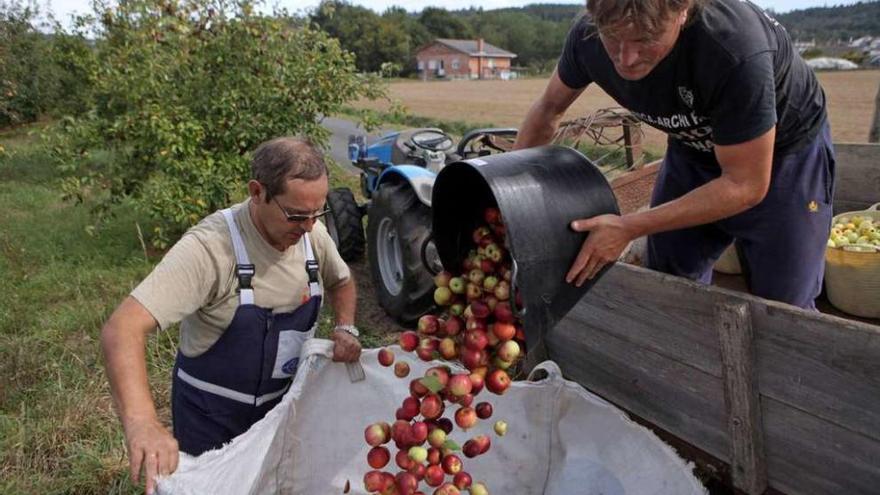Recogida de manzana para la producción de sidra en A Estrada. // Bernabé/Luismy