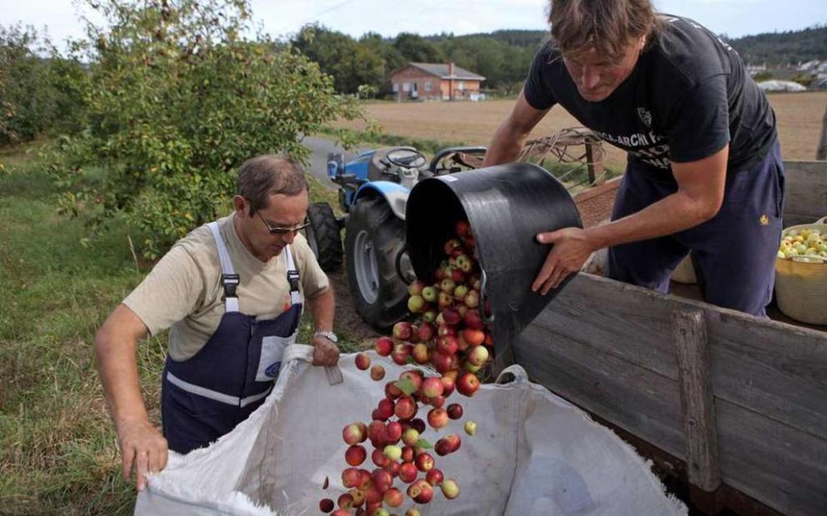 Recogida de manzana para la producción de sidra en A Estrada. // Bernabé/Luismy