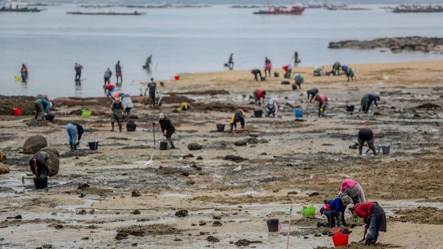 Las analíticas permiten el regreso de las mariscadoras al banco de O Esteiro
