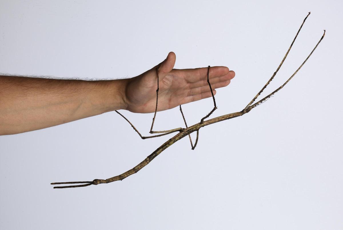 Un ejemplar de insecto palo gigante