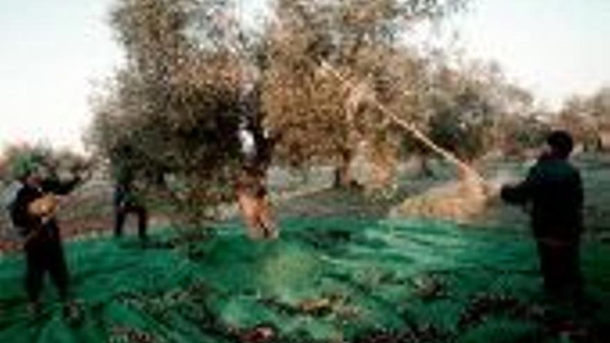 La reforma del olivar no inquieta tanto al sector agrario extremeño