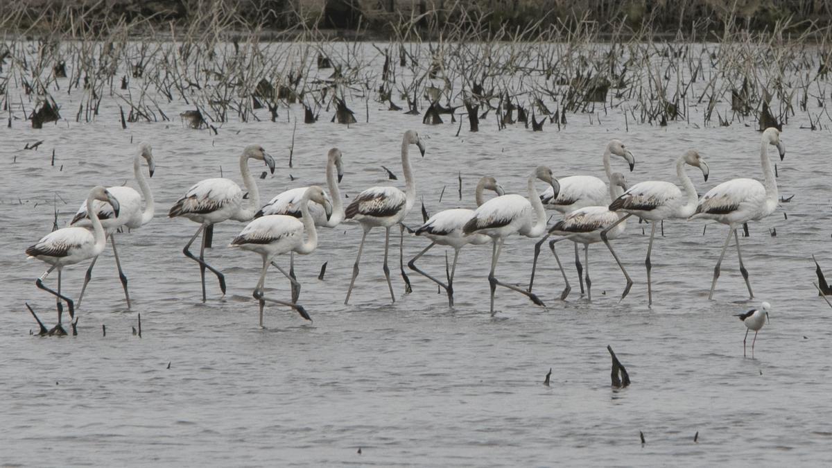 Flamencos, en el marjal de Almardà-Almenara.
