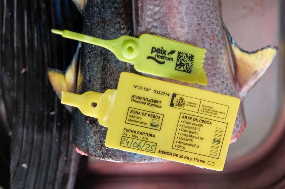 Javier Álvarez, a punto de meter el atún en el camión. |