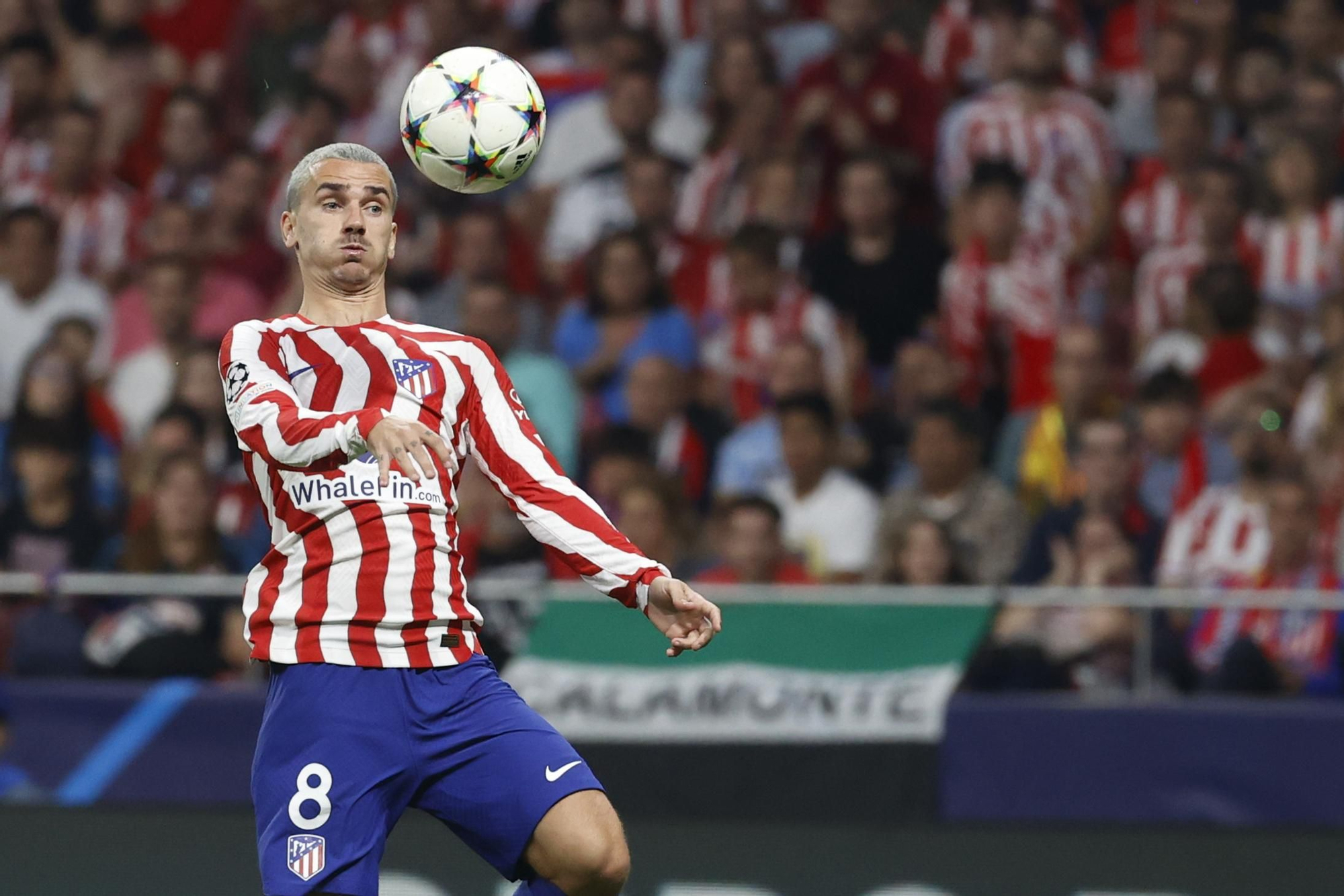 Champions League | Atlético de Madrid - Brujas