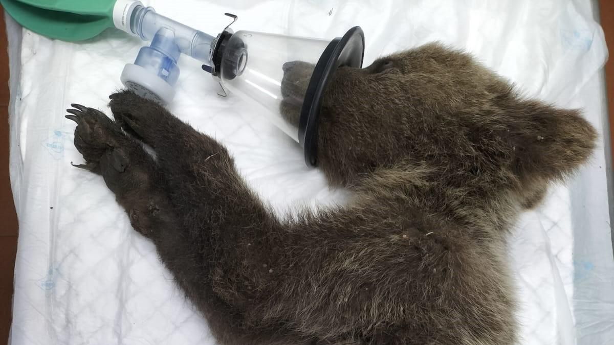 El oso Barniedo sobrevive a su segundo incendio y se le ve corriendo por los montes leoneses