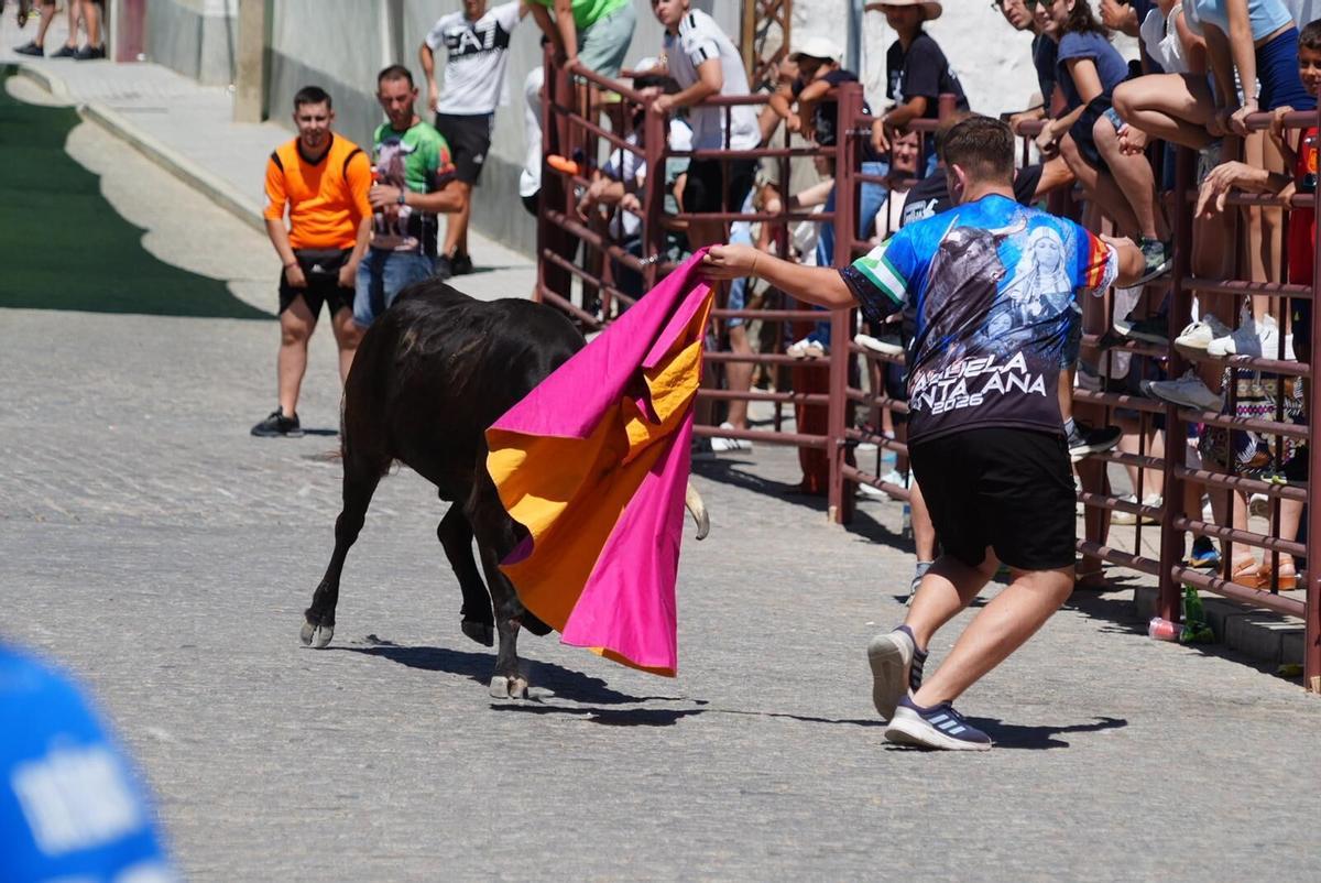 Las vaquillas vuelven tomar la calle en la feria de Añora Las vaquillas vuelven tomar la calle en la feria de Añora