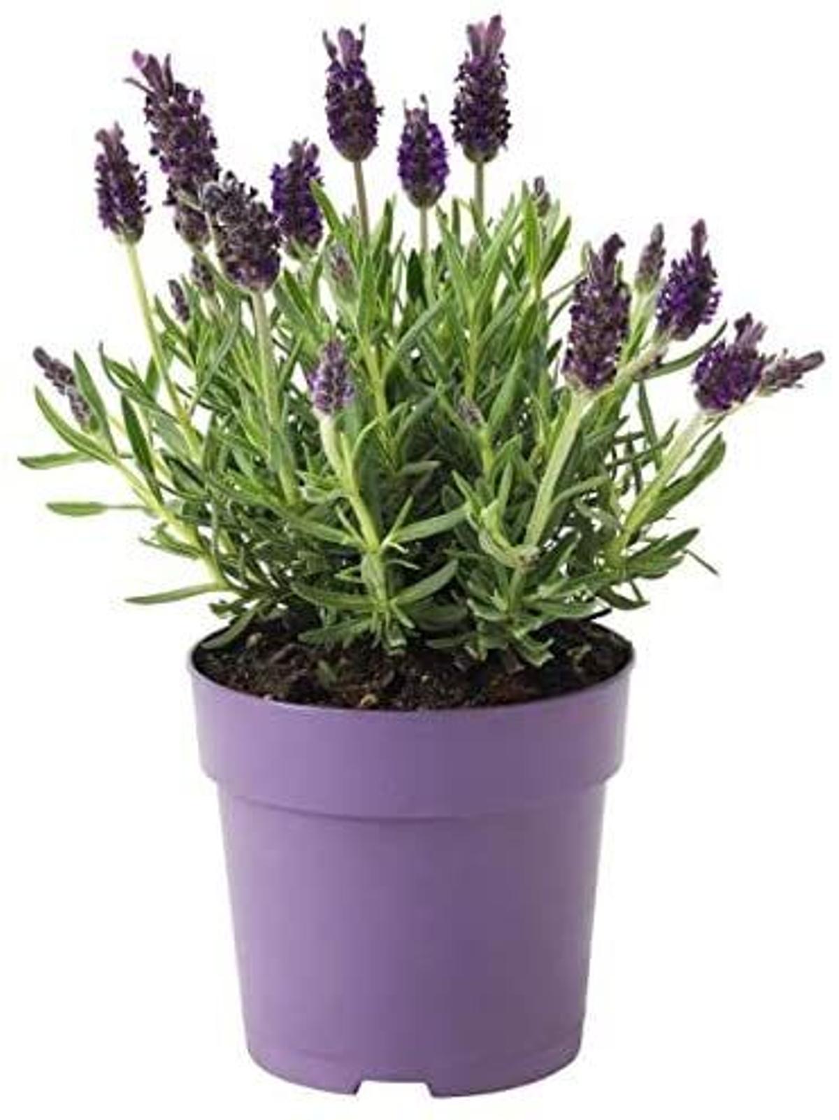 Lavanda