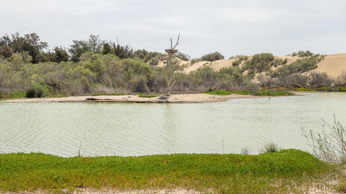 Estado de la Charca de Maspalomas