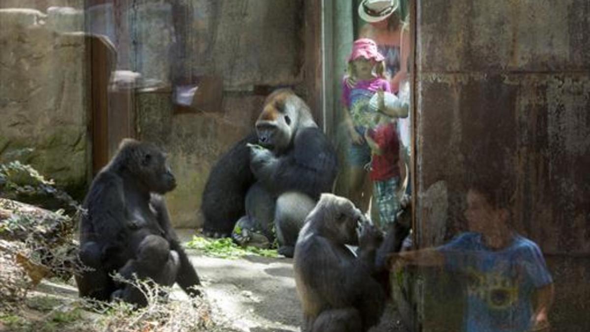 El recinto de los gorilas del Zoo de Barcelona, el pasado viernes.