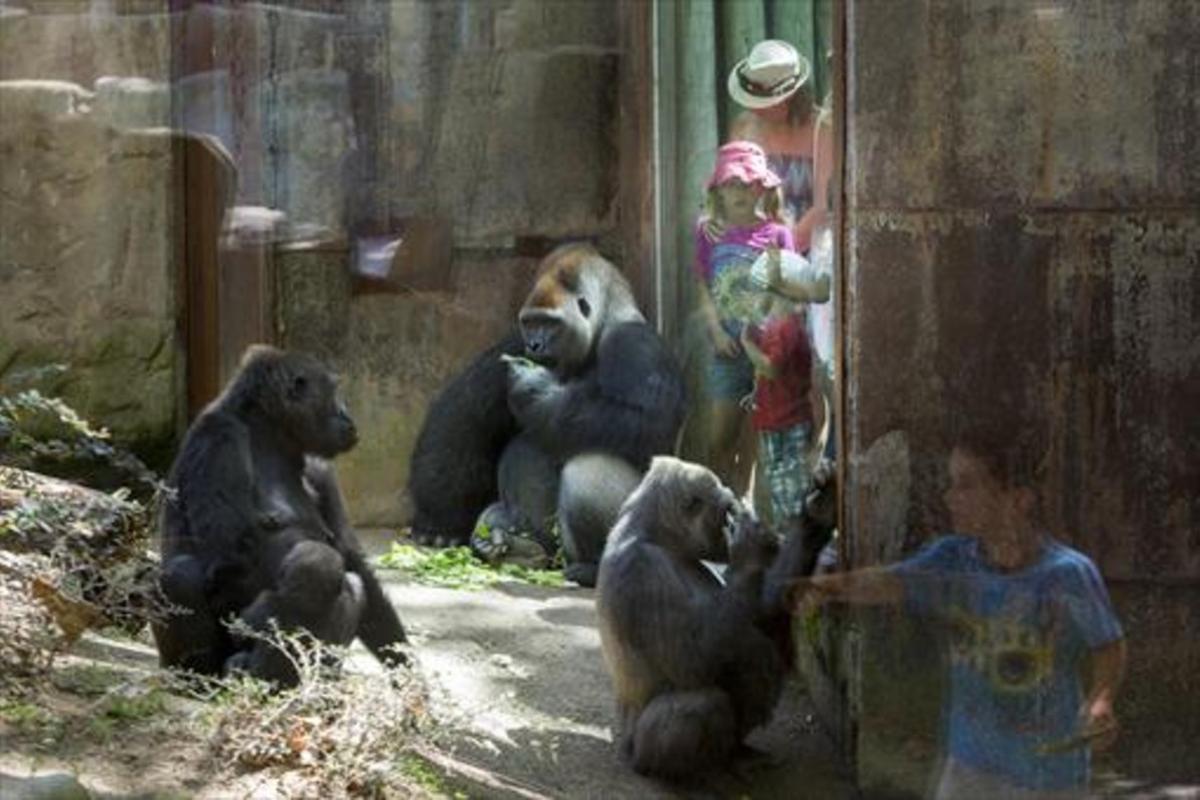 El recinto de los gorilas del Zoo de Barcelona.