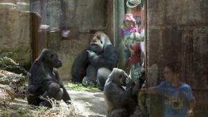 El recinto de los gorilas del Zoo de Barcelona.