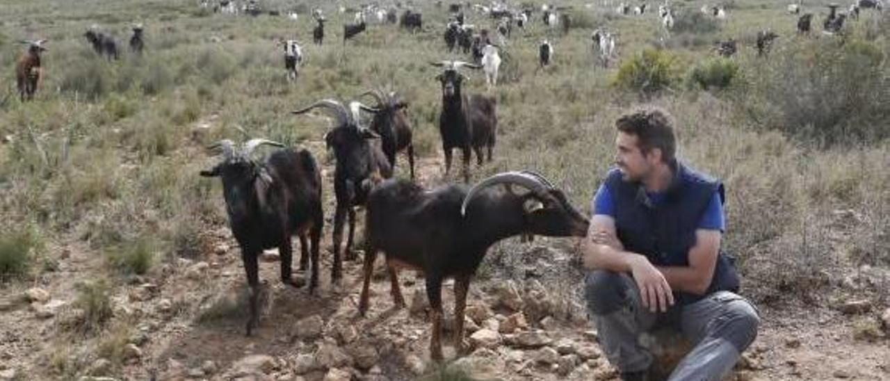 La transhumancia moderna devuelve a los montes de Tous ganado procedente de Asturias