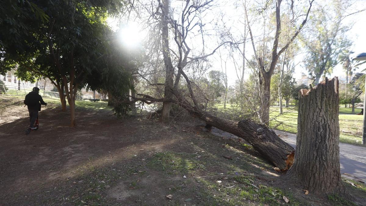 Una rama caída esta mañana en el Jardín del Túria de València