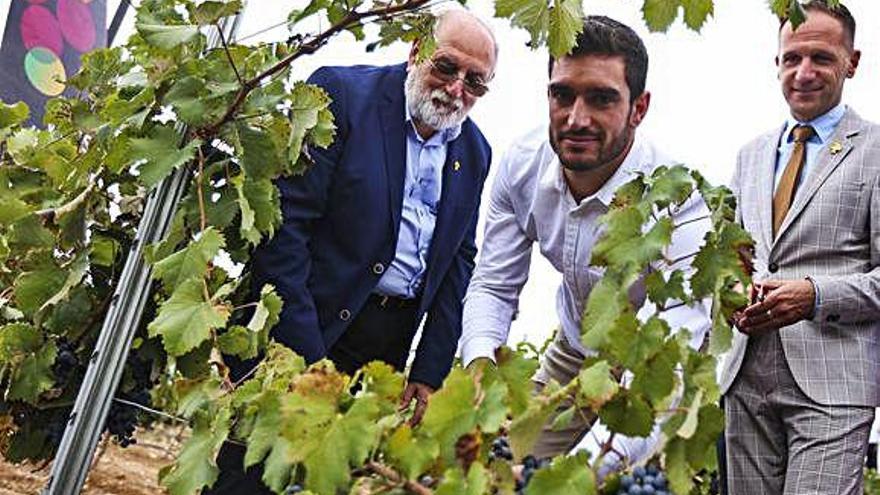 El atleta en el corte simbólico del primer racimo junto al presidente de Vinos Alicante y al alcalde de Pinoso.