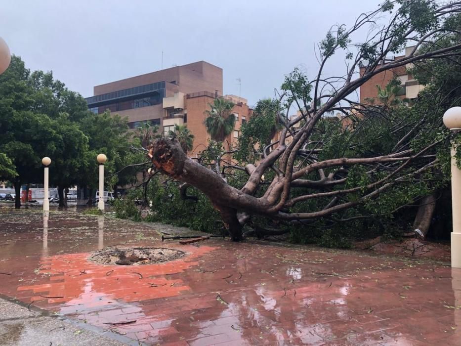 Ficus derribado por el temporal en Juzgados de Alicante.