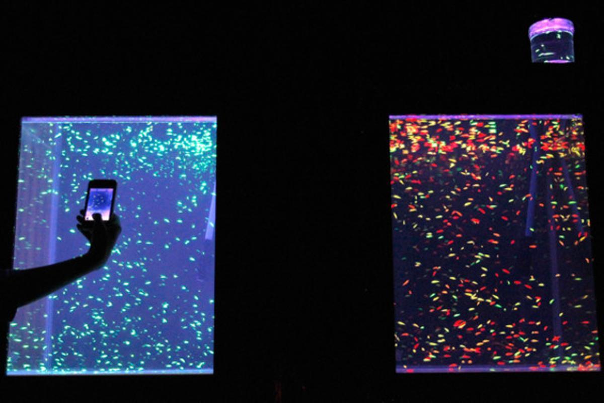 Un espectador fa una foto dels peixos fluorescents transgènics a l’Ornamental Fish Expo (exposició de peixos d’adorn) de Taiwan.