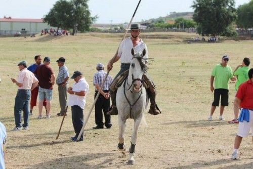 Suelta de vaquillas en las fiestas de La Visitación en Fuentesaúco