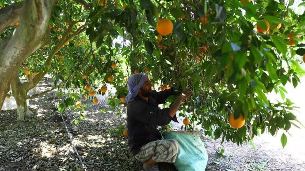Un 'collidor' recolecta naranjas en una explotación de Egipto, en una imagen de archivo. /