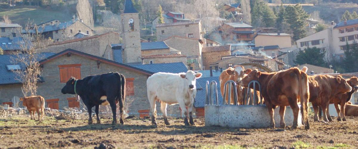 Un ramat de bestiar boví al voltant de la menjadora al límit urbà de Prullans | MIQUEL SPA