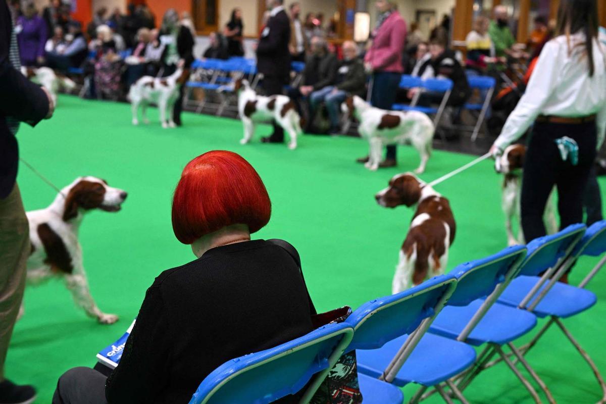 Exposición canina en el Centro Nacional de Exposiciones de Birmingham