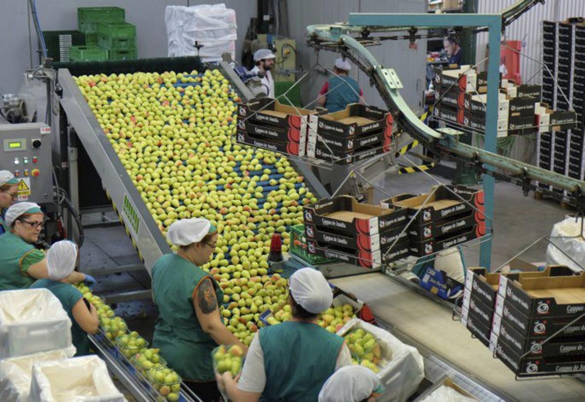 La cooperativa exporta alrededor del 40% de su producción, dedicando el resto al mercado nacional.